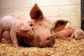 Эффективность хозяйства: как оптимизировать производство свиней и увеличить прибыль