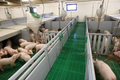 Общий обзор систем содержания свиней: Выбор, эффективность и благополучие животных
