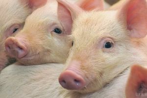 Хвороби свиней та як їх лікувати