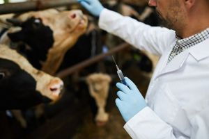 Куди дівається молоко з антибіотиками?