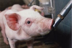 Монтаж ніпельних поїлок для свиней