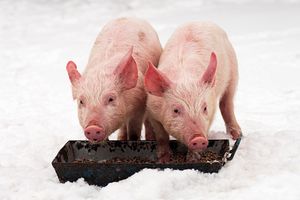 Особливості годівлі свиней взимку