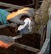 Набір для копит Technovit 6091 на 10 обробок , з прискорювачем