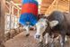 Автоматична щітка для корів HAPPYCOW MidiSwing