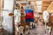 Автоматична щітка для корів HAPPYCOW MidiSwing