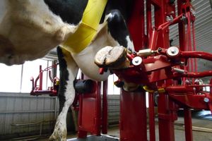 Догляд за копитами корів: Інструменти та продукти для забезпечення здоров'я копит