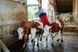 Автоматическая щетка для коров HAPPYCOW MaxiSwing