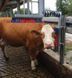 Щетка-чесалка для коров Euro-Farm, KERBL