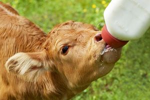 Як примустити корову народити теличку?