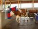 Щетка-чесалка автоматическая HappyCow Swing Duo, KERBL