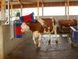 Запасна горизонтальна щітка для HappyCow Duo, KERBL
