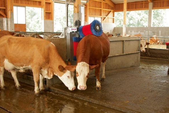 Запасна вертикальна щітка для HappyCow Duo, KERBL