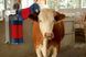 Запасна вертикальна щітка для HappyCow Duo, KERBL