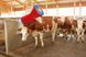 Автоматична щітка для корів HappyCow Uno