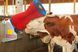 Автоматична щітка для корів HappyCow Uno