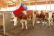 Автоматична щітка для корів HappyCow Uno